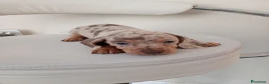 Miniature Dachshund Puppy 4