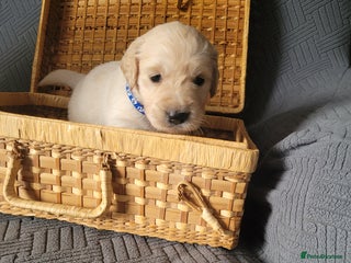 Golden Retriever dogs Beautiful golden retriever puppies - Advert 15