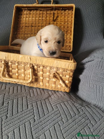 Golden Retriever dogs Beautiful golden retriever puppies - Advert 15