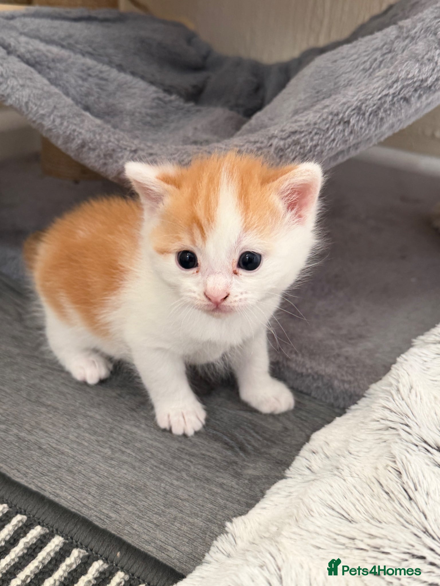 Domestic Shorthair cats Beautiful Kittens - 2 Left!  - Advert 5