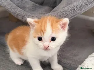 Domestic Shorthair cats Beautiful Kittens - 2 Left! - Advert 5