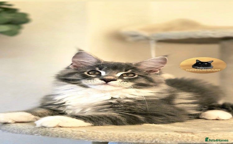 Maine Coon cats - Advert 3