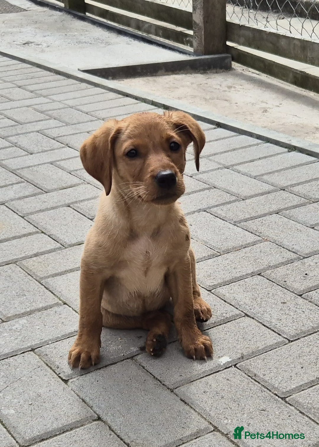 Labrador Retriever dogs for sale: Ready to leave Top quality KC reg labrador pups  - Image 5