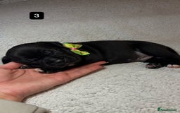 Staffordshire Bull Terrier dogs for sale: Billionaire Bill x Kenzduo Glass Souls  - Advert 6