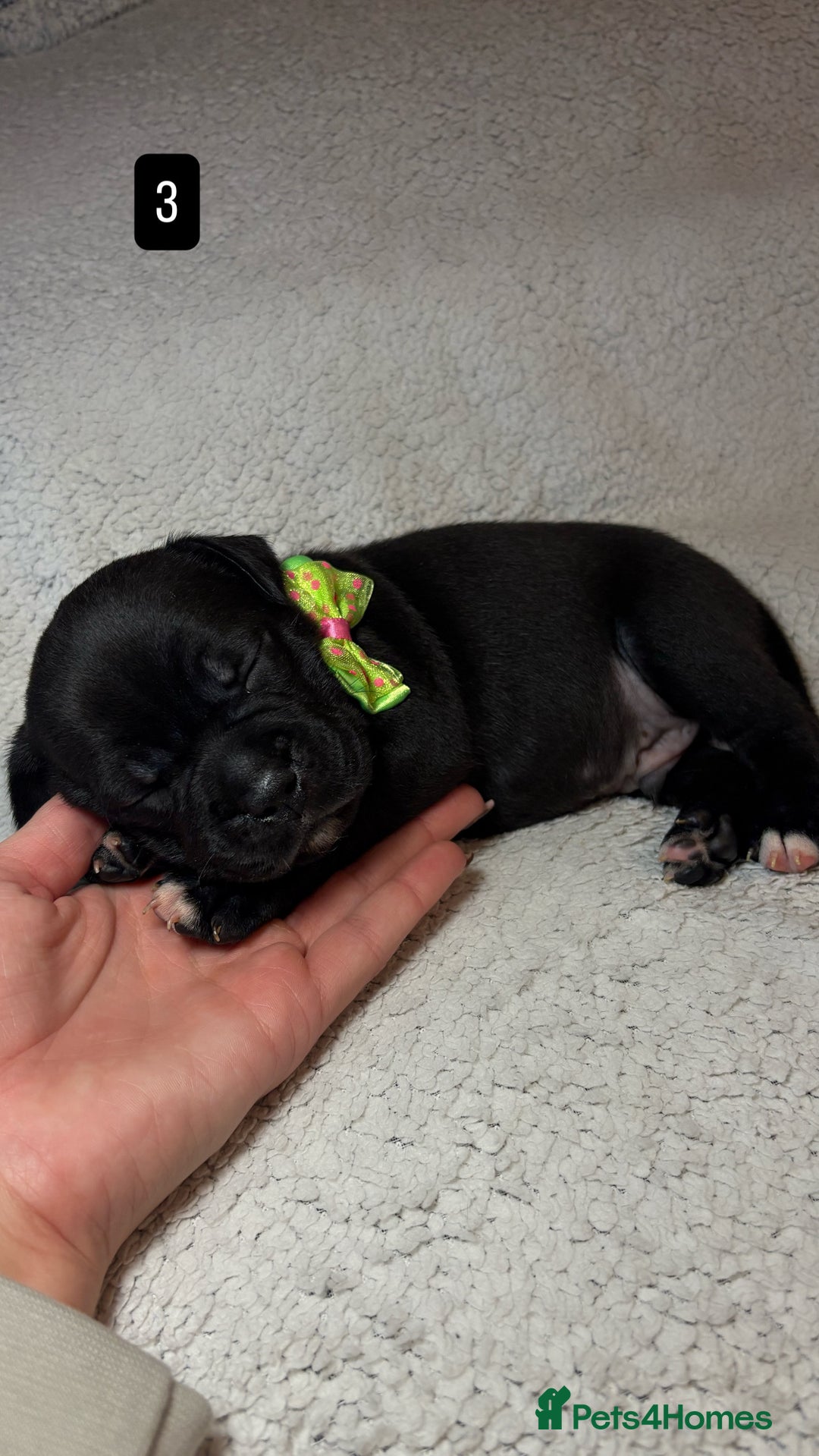 Staffordshire Bull Terrier dogs for sale: Billionaire Bill x Kenzduo Glass Souls  - Advert 6