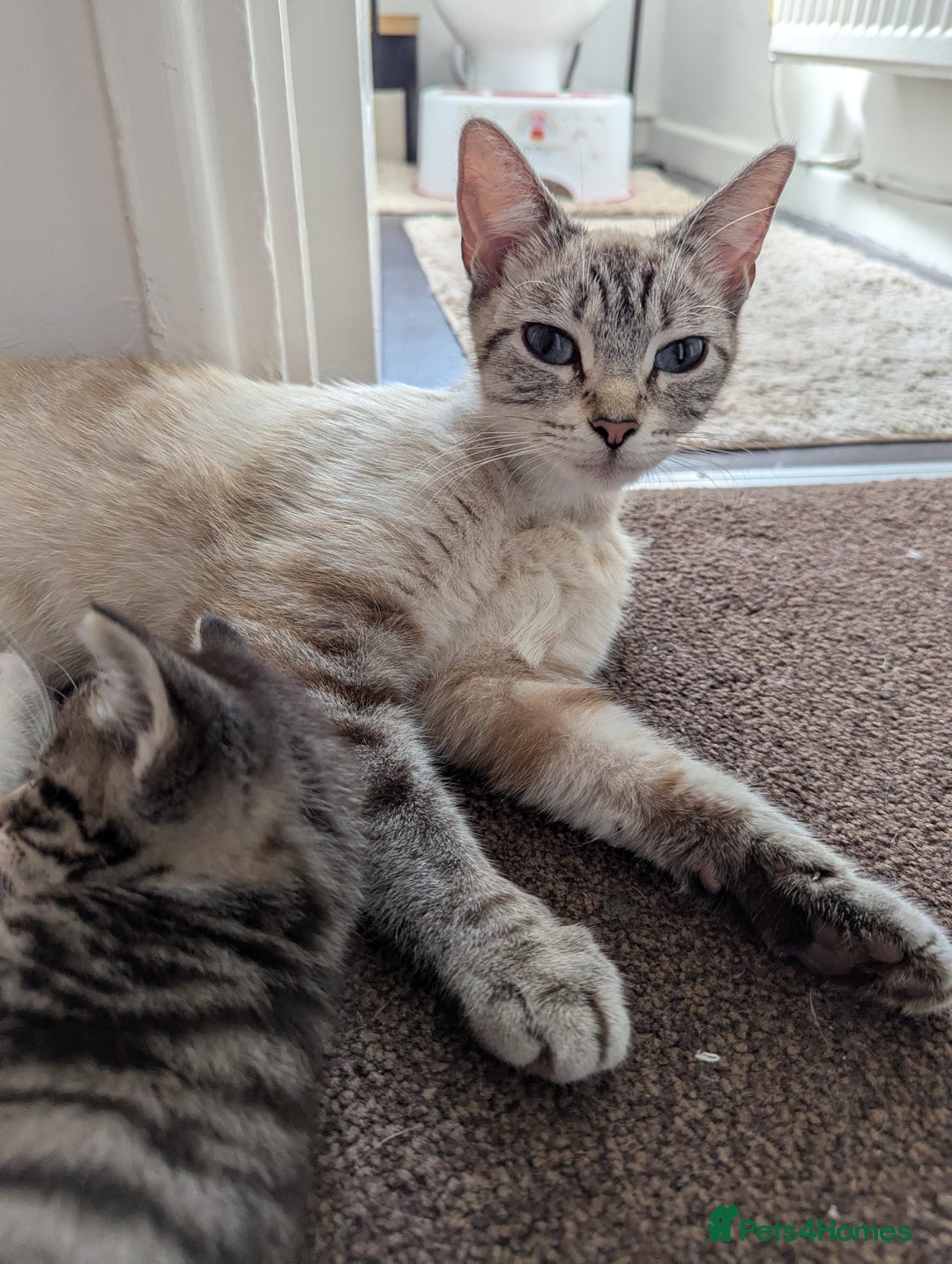 Ojos Azules cats for sale: beautiful Male Kitten - Image 11