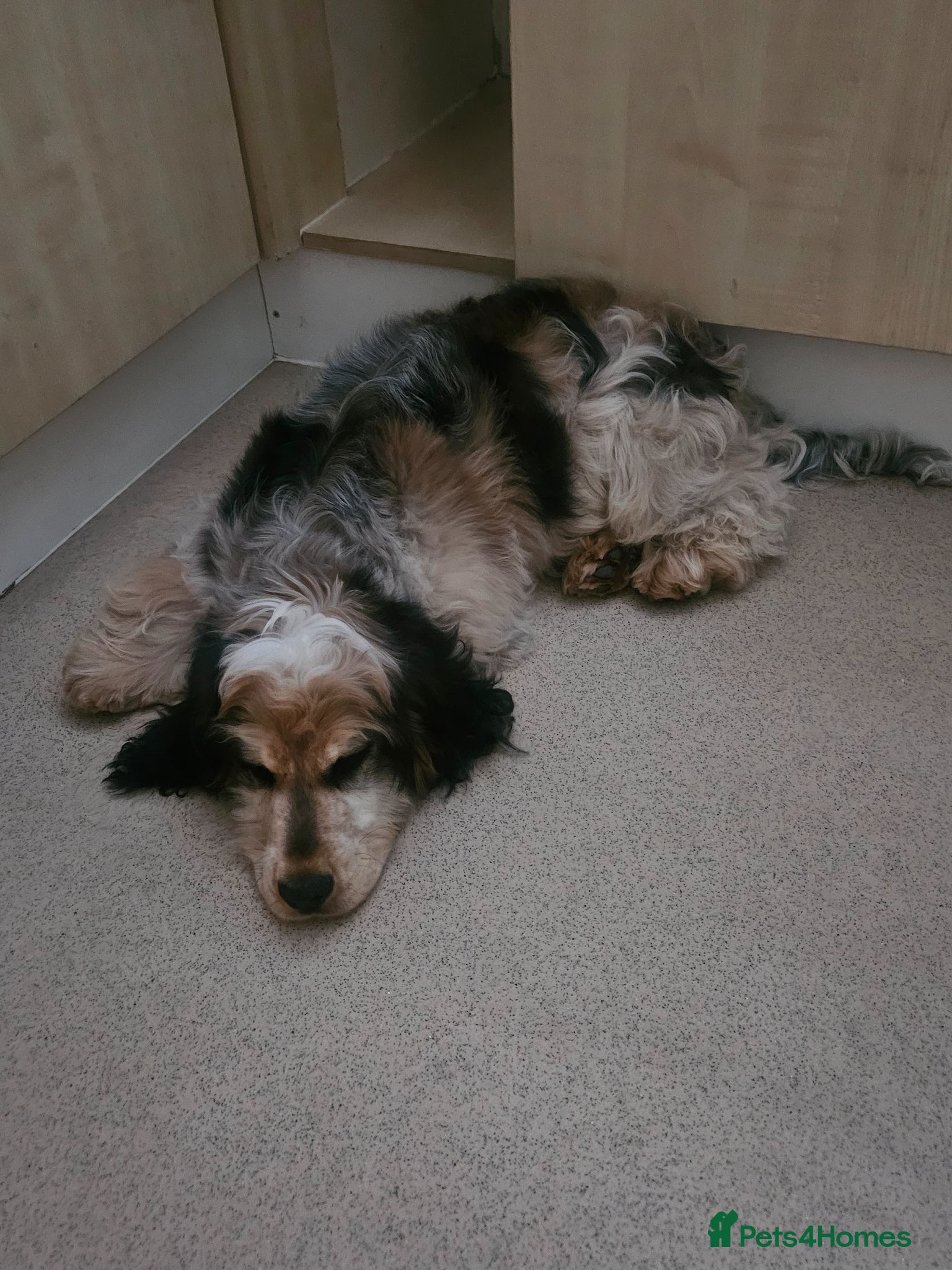 Cocker Spaniel dogs for sale: Beautiful puppy  - Advert 3