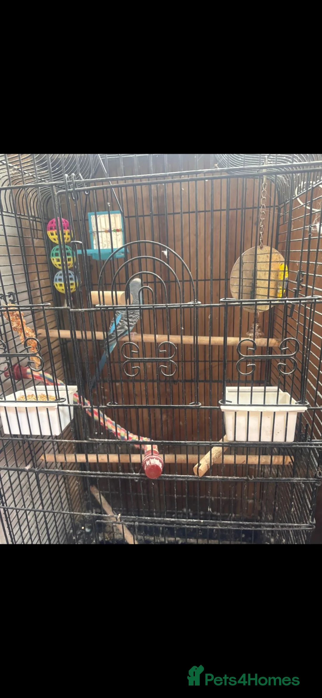 Mixed Breed birds for sale: Budgie and canary in Blyth - Advert 2