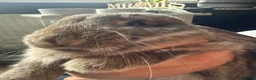 Mixed Breed rabbits for sale: 2 baby girl bunnies  in Sowerby Bridge - Advert 6