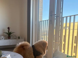 Chow Chow dogs Rare chow chow from champion blood line - Advert 1