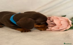 Miniature Dachshund dogs for sale: Stunning miniature dachshunds - tiny parents  - Image 16
