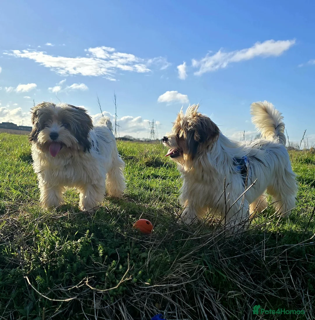 Biewer Terrier dogs for sale: 🐾 Adorable Biewer Terrier Puppies – Bedfordshire - Advert 12