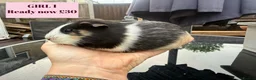 Guinea Pig rodents for sale: Baby Guinea Pigs-male & female - Advert 1