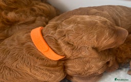 Labradoodle dogs for sale: Stunning red miniature labradoodle puppies - Image 6