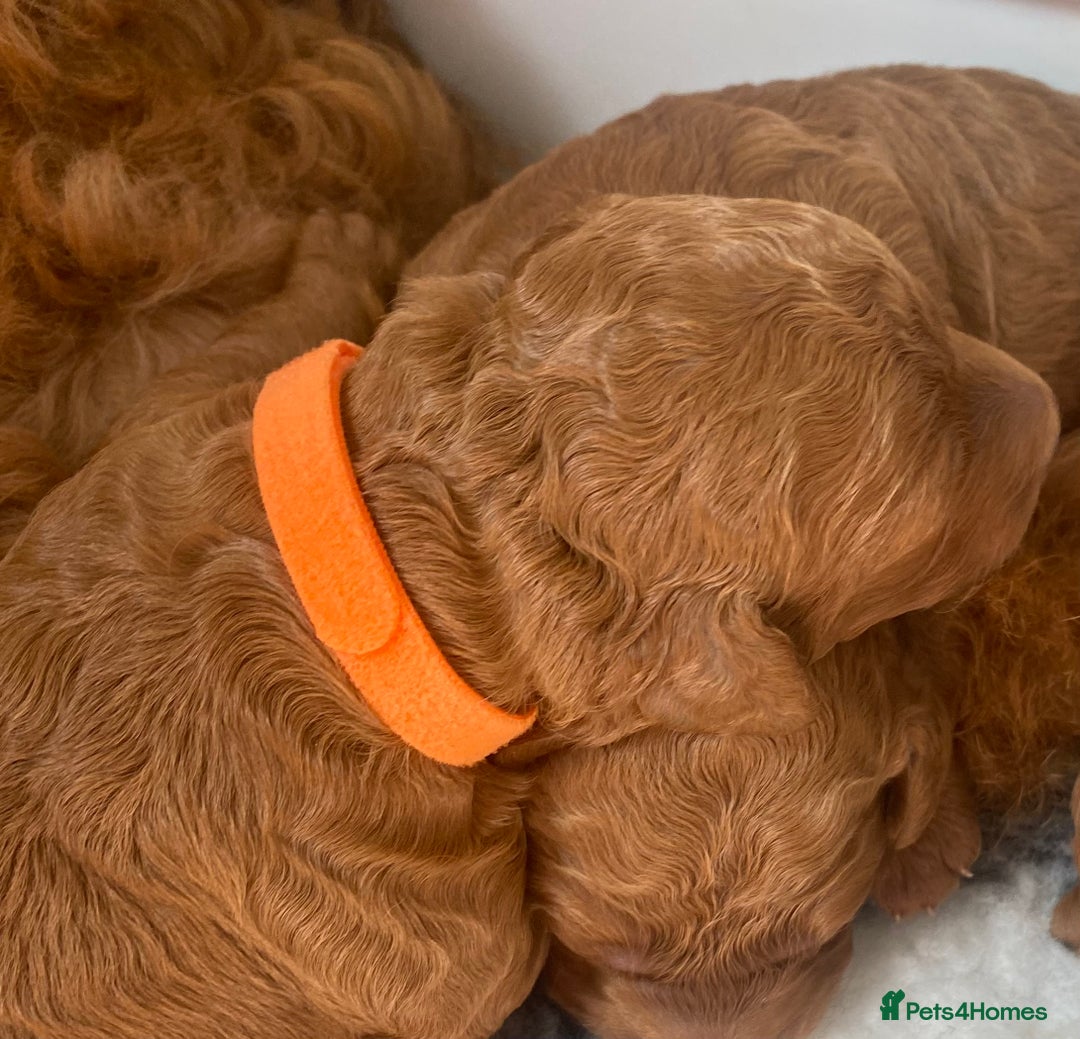 Labradoodle dogs for sale: Stunning red miniature labradoodle puppies - Image 6
