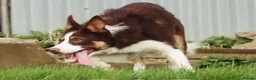 Border Collie dogs for stud: Parkhills Matt - ISDS DNA MDD Clear 272  - Advert 4