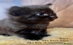 Maine Coon cats for sale: Maine coon cross kittens  - Image 30