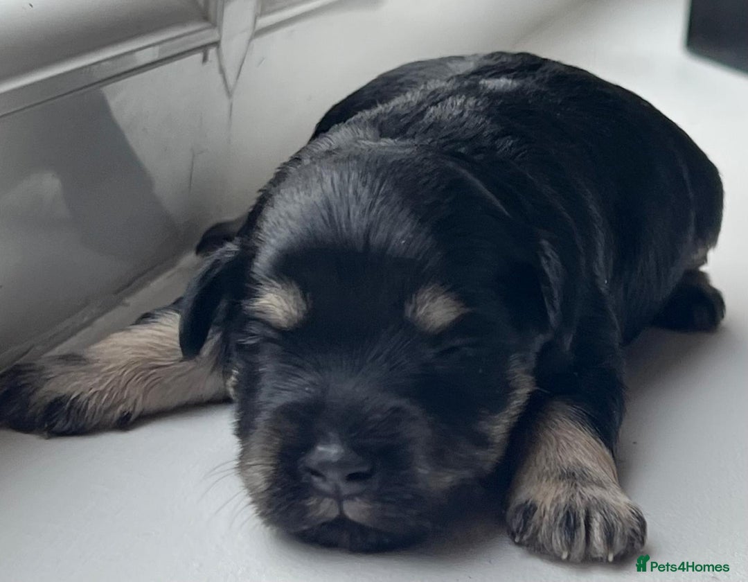 Miniature Schnauzer dogs for sale: Gorgeous KC Reg Health Tested, Mini Schnauzer Pups - Advert 1