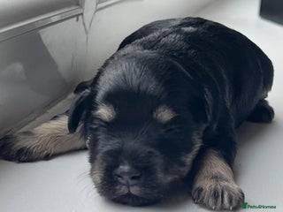 Miniature Schnauzer dogs Gorgeous KC Reg Health Tested, Mini Schnauzer Pups - Advert 2