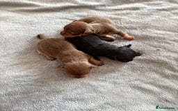 Chihuahua dogs for sale: Beautiful little Chi ready to reserve  - Image 6