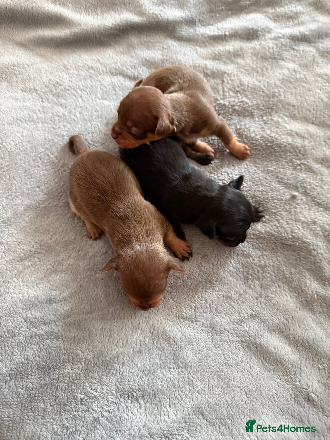 Chihuahua dogs for sale: Beautiful little Chi ready to reserve  - Image 6