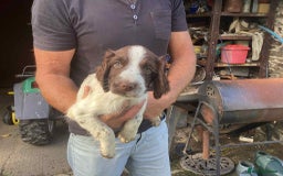 English Springer Spaniel dogs for sale: English Springer Spaniels - Image 6