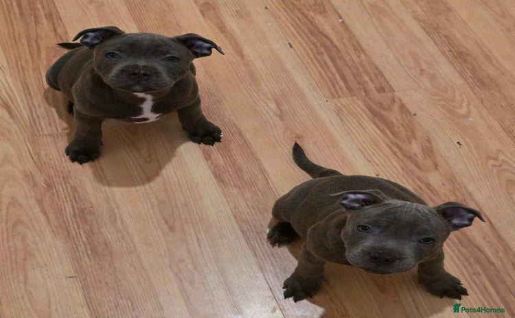 Staffordshire Bull Terrier dogs - Advert 2