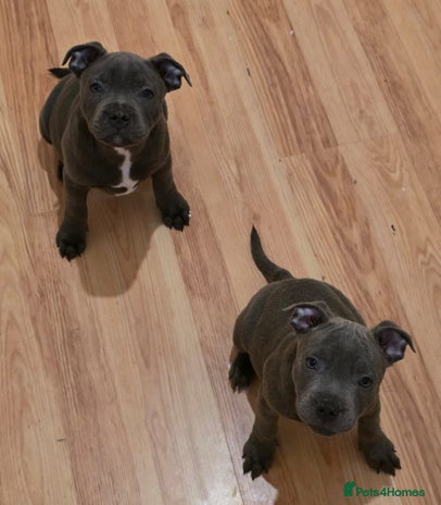 Staffordshire Bull Terrier dogs - Advert 2