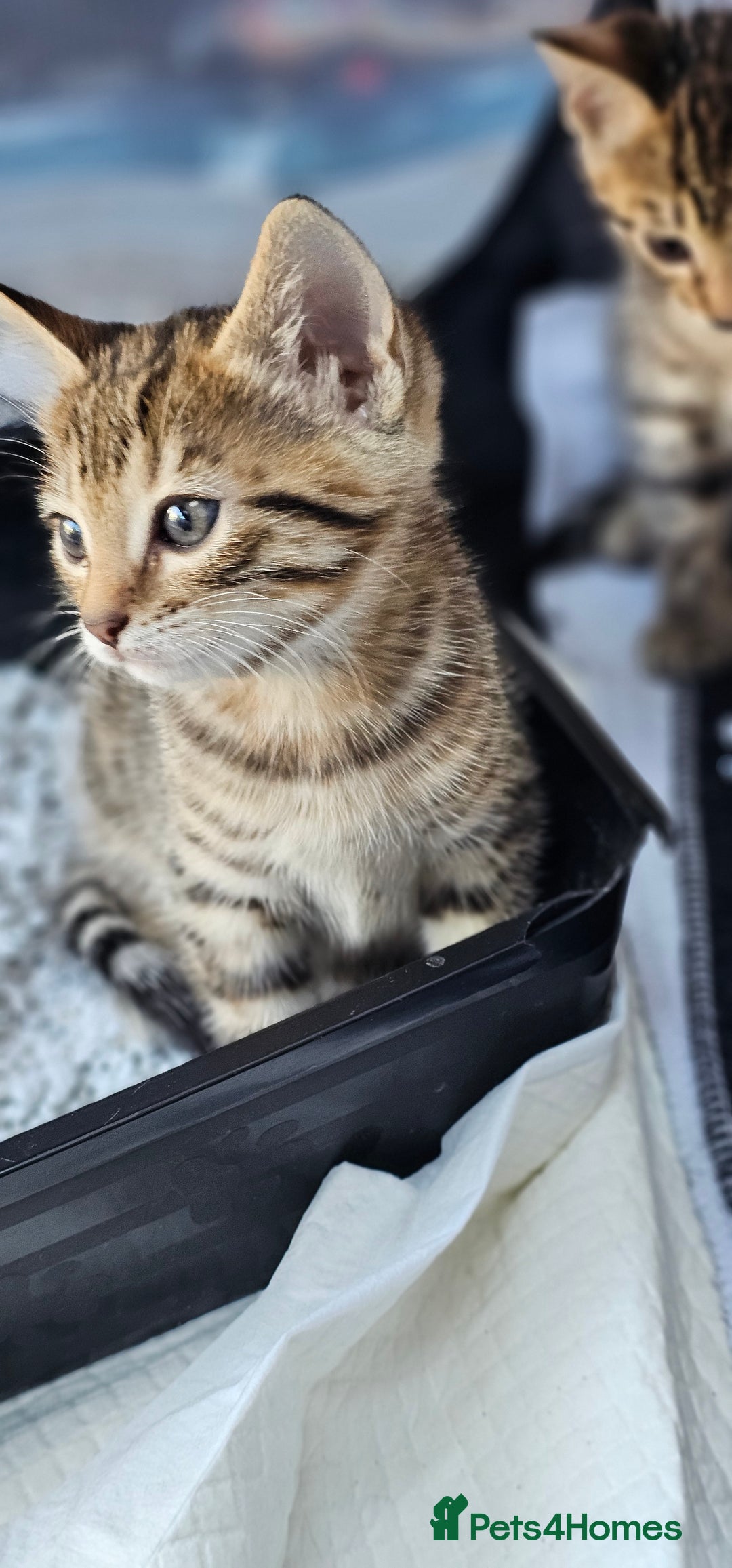 Bengal cats for sale: Beautiful Bengal cross kittens for sale - Image 9
