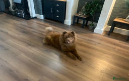 Chow Chow dogs for sale: Chocolate chow chow bitch 26 months old  - Image 2
