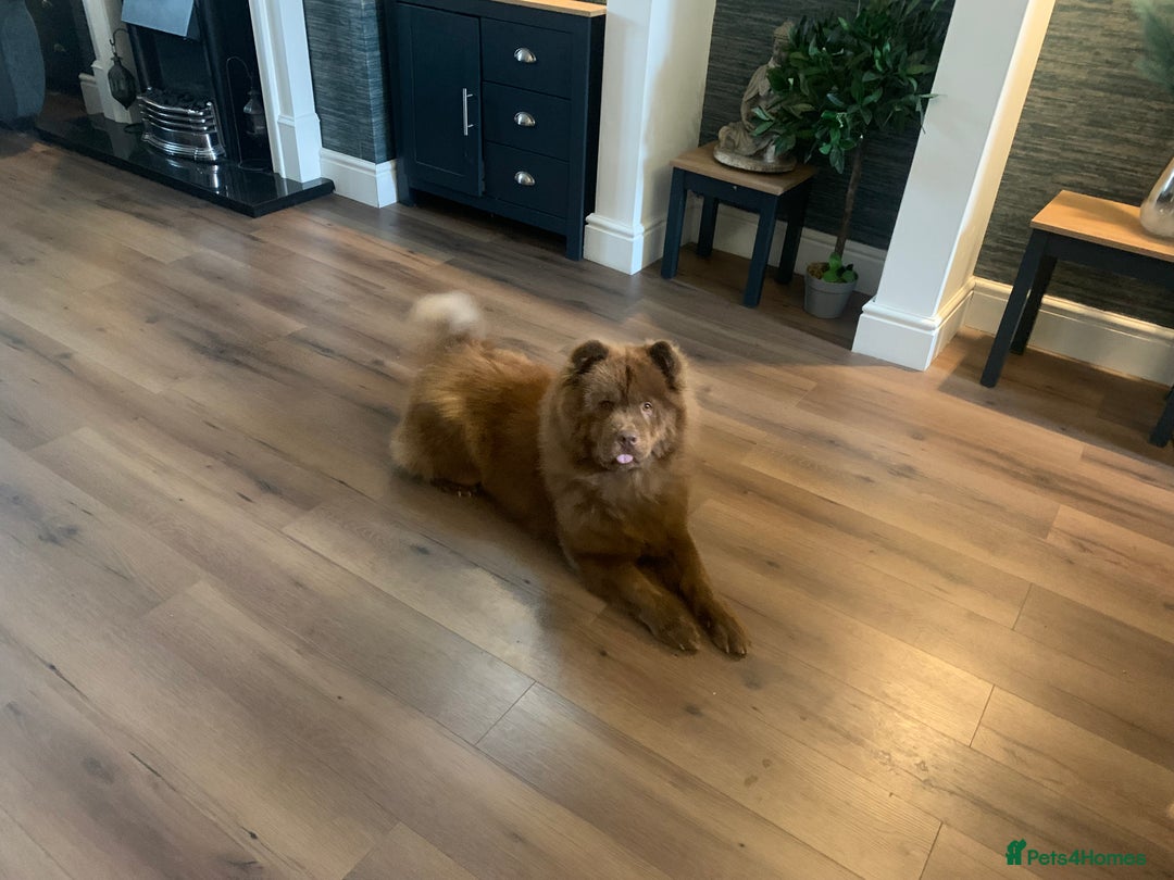 Chow Chow dogs for sale: Chocolate chow chow bitch 26 months old  - Image 2