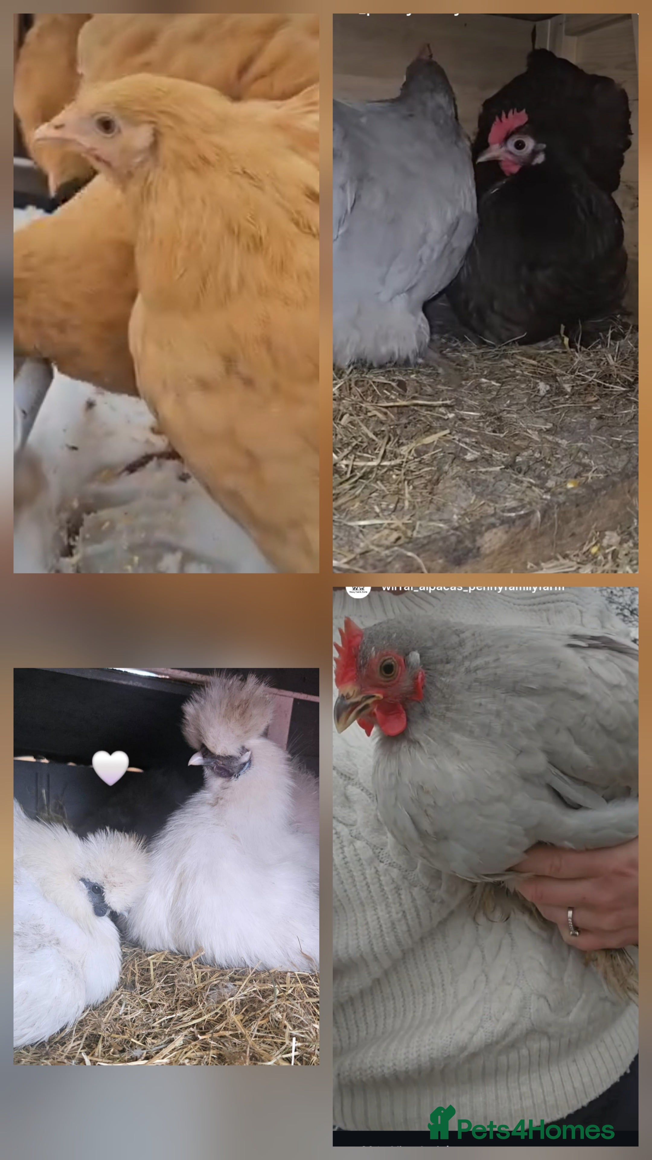 Mixed Breed birds Chickens for sale  - Advert 2