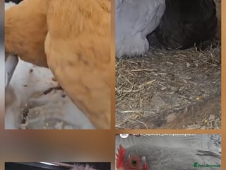 Mixed Breed birds Chickens for sale - Advert 2