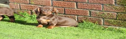 Dachshund dogs for sale: MINIATURE DACHSHUND PUPPIES FOR SALE - Advert 12