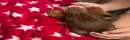 Miniature Dachshund dogs for sale: Miniature chocolate and tan dachshund in Leeds - Advert 4