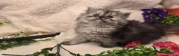 Persian cats for sale: Beautiful Persian babies ready now   - Advert 11