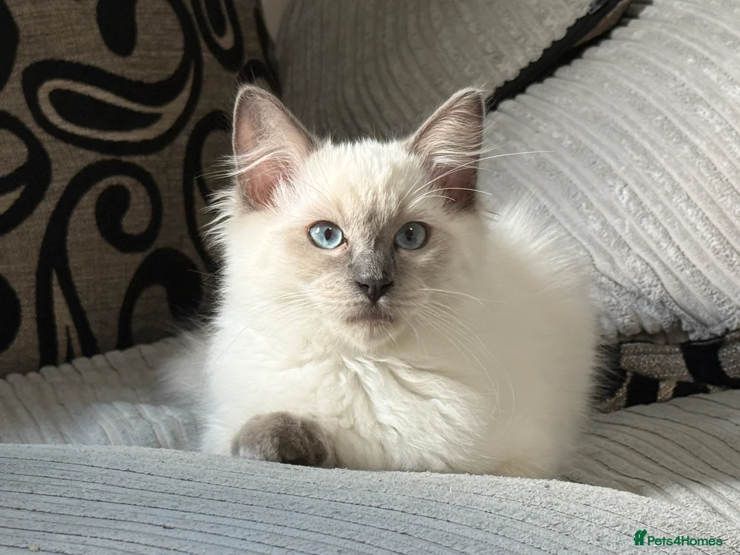 Ragdoll cats for sale: Stunning Ragdoll Boy – Alpha 💙 in North Walsham - Advert 7