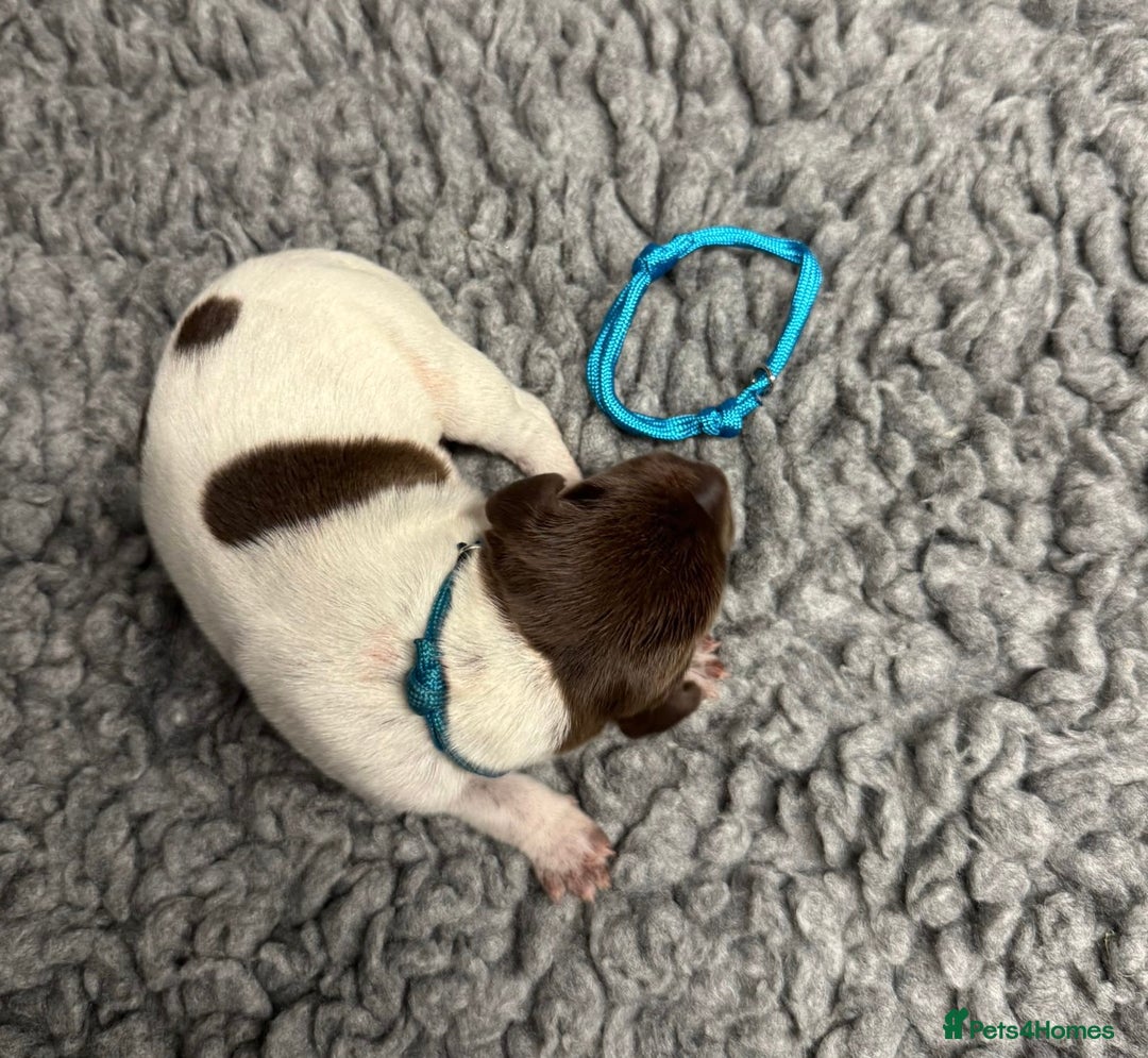 German Shorthaired Pointer dogs for sale: German Short Haired Pups - Serbian Blood Lines - Image 9