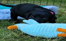 Labrador Retriever dogs for sale: Carefully & selectively bred, versatile pets, FTCH - Image 14
