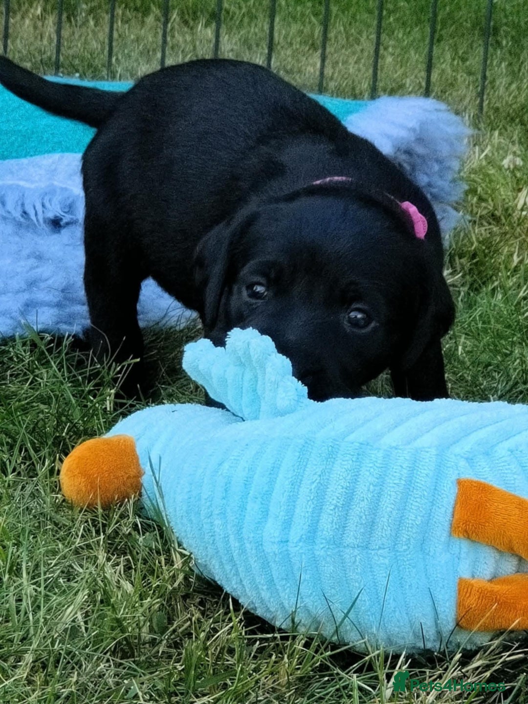 Labrador Retriever dogs for sale: Carefully & selectively bred, versatile pets, FTCH - Image 14