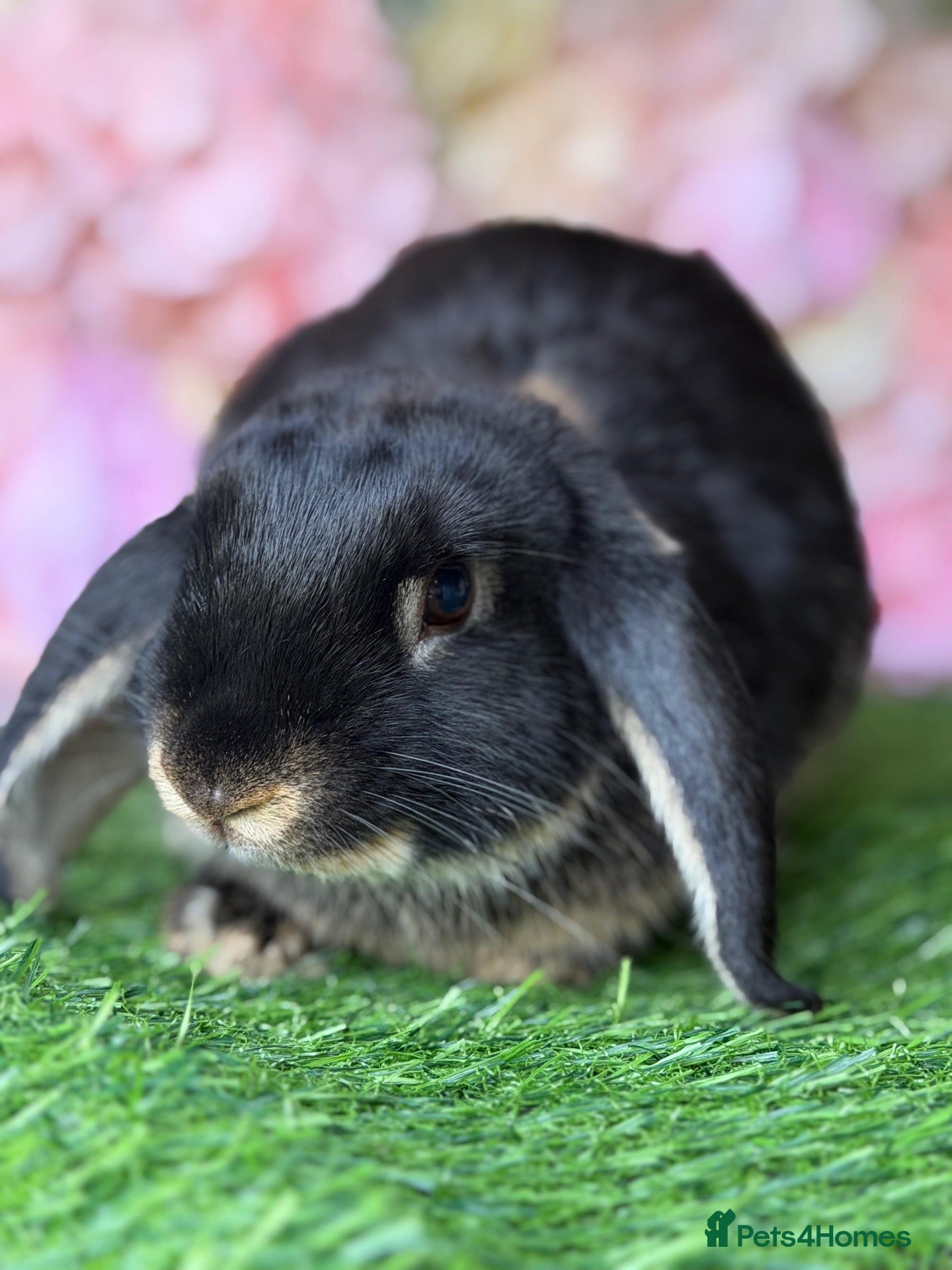 Mini Lop rabbits Otter Mini Lop Male - Advert 1