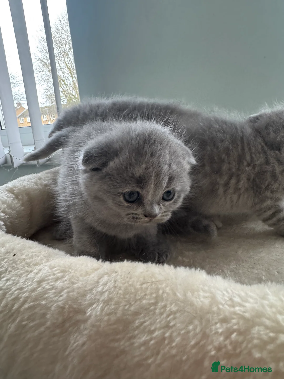 Scottish Fold cats for sale: Gorgeous pure breed kittens  - Advert 17