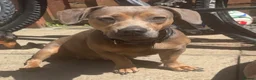Dachshund dogs for sale: Miniature/standard dachshund puppies  in Alfreton - Advert 1