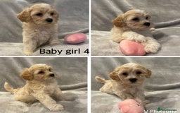 Mixed Breed dogs for sale: Beautiful cavapoo puppies - Image 13