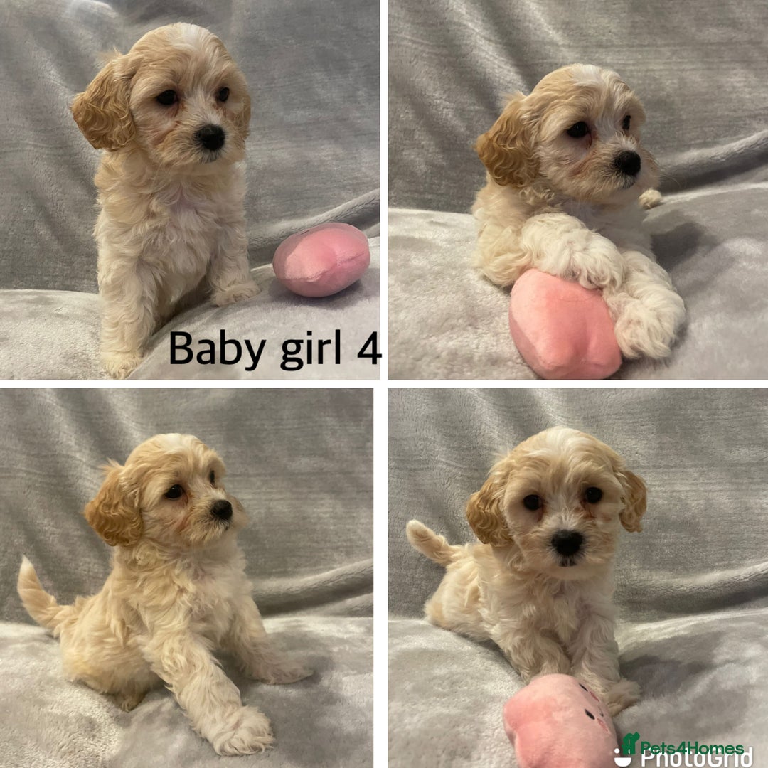 Mixed Breed dogs for sale: Beautiful cavapoo puppies - Image 13