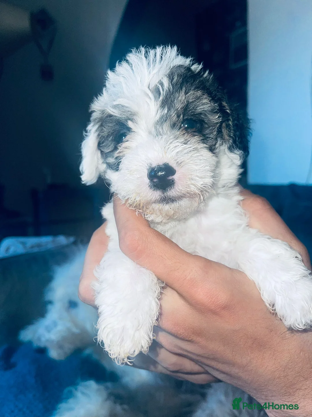 Miniature Poodle dogs for stud: Archie well Proven stud miniature poodle  in Chard - Advert 6