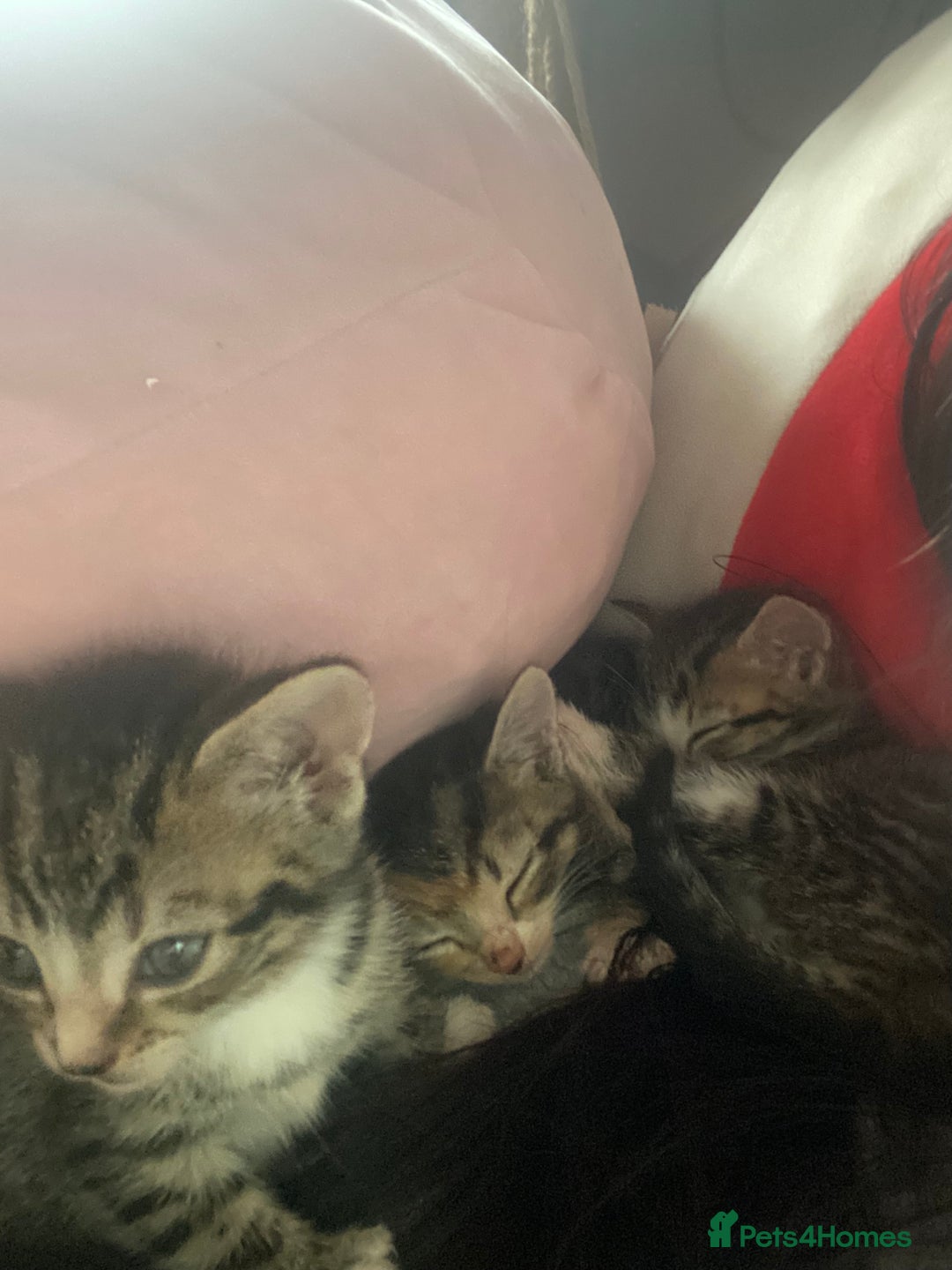 Mixed Breed cats for sale: Kittens for sale  - Image 8