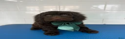 Cockapoo dogs for sale: ***Reduced*** the last 3 Cockapoo babies  in Coalville - Advert 5