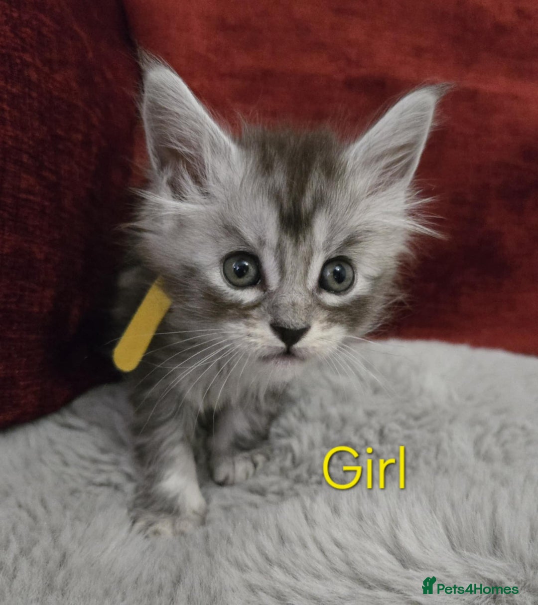 Maine Coon cats for sale: 1 Maine Coon kitten boy. - Image 14