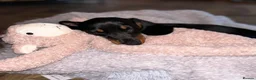 Miniature Dachshund dogs for sale: Two  Miniature Dachshunds Looking Home Together 🐾 - Advert 6